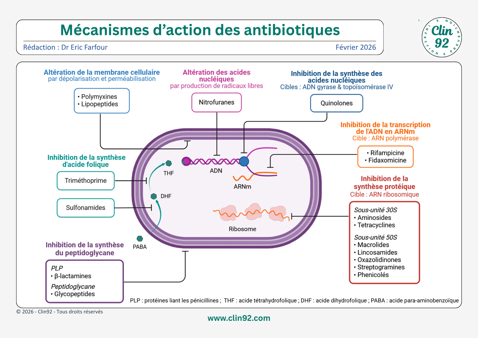 Mécanismes d'action des antibiotiques - aperçu