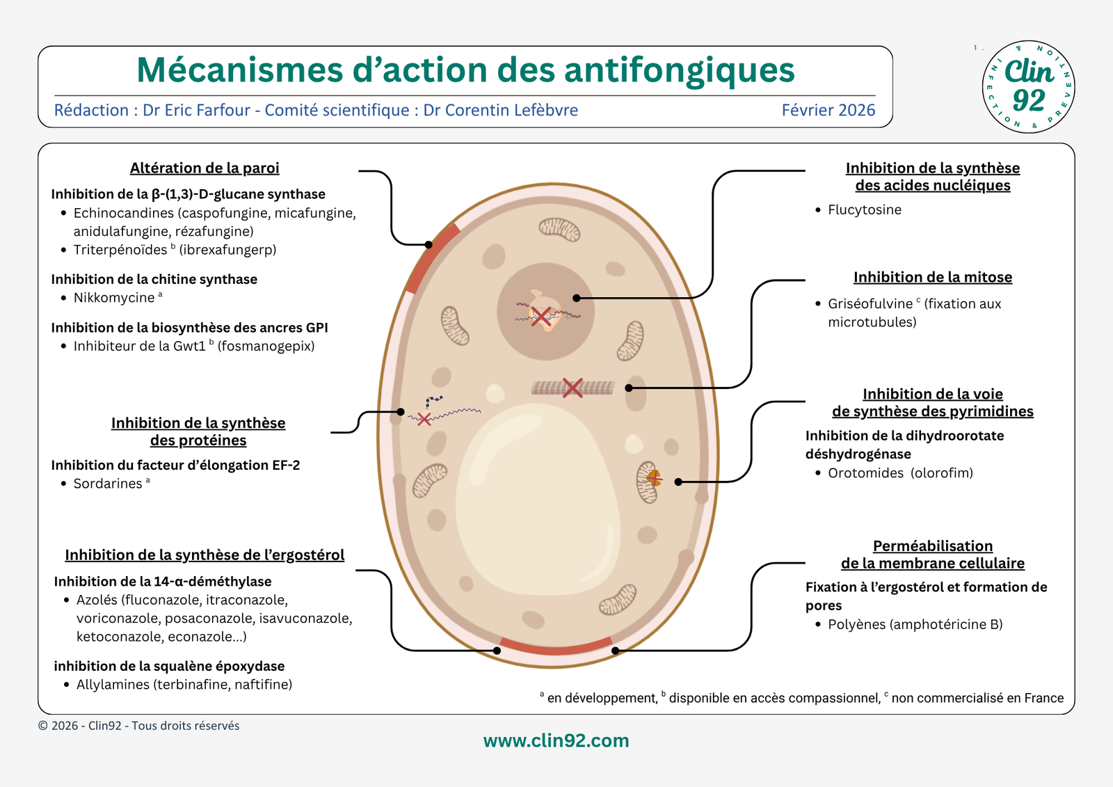 Mécanismes d'action des antifongiques - aperçu